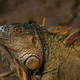 GREEN IGUANA 1-iguan verde